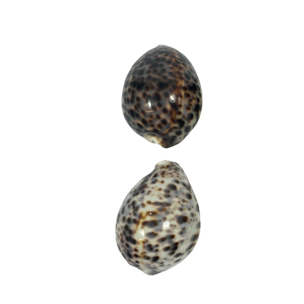 Tiger Cowrie Natural Seashells 3-3.5" Cypraea tigris Beach Nautical Decor Lot 2